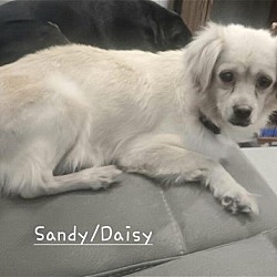 Photo of Sandy/Daisy