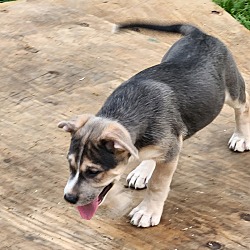 Photo of Teddy