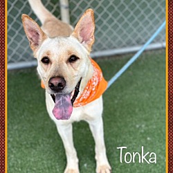 Thumbnail photo of TONKA #4