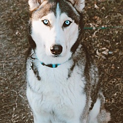 Photo of Lobo