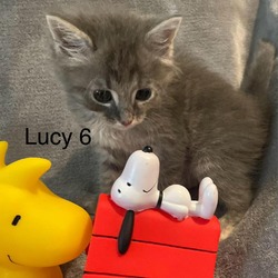 Thumbnail photo of Lucy 6 #4