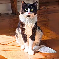 adopt a pet