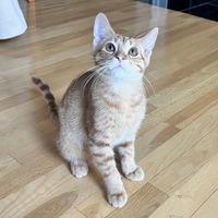 adopt-pet
