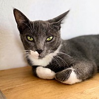 adopt a pet