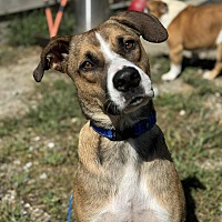 adopt a pet