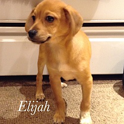 Thumbnail photo of Elijah #1