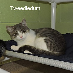 Thumbnail photo of Tweedledum #1