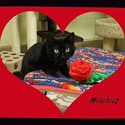 Thumbnail photo of Mischief #1