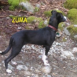 Thumbnail photo of ZUMA #3