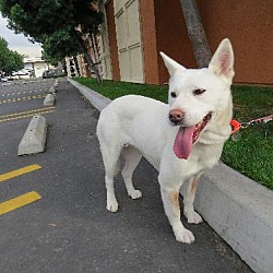 Thumbnail photo of Bomi - South Korean Dog #2