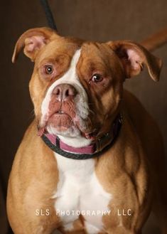 fond du lac county animal shelter