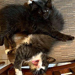 Thumbnail photo of Kittens - Midnight & Nugget #1