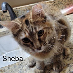 Photo of Sheba