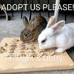 Thumbnail photo of Gidget & Duffy #2