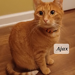 Thumbnail photo of Ajax - shy & cuddly #2