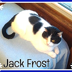 Thumbnail photo of Jack Frost-ADOPT FEE PAID #1