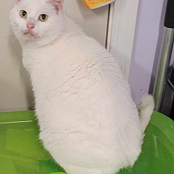 Photo of Luna! All White, Chonky Girl!