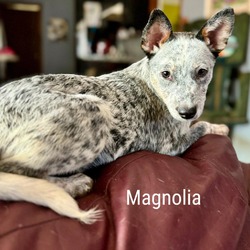 Thumbnail photo of Magnolia #2