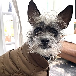 Thumbnail photo of Tater Tot - Adorable Terrier #1