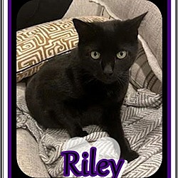 Thumbnail photo of RILEY #1