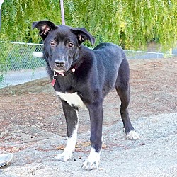 Thumbnail photo of Rennie - Adopted! #3