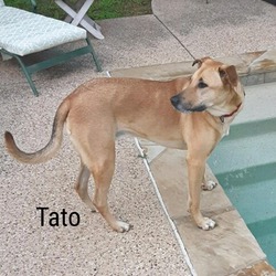 Thumbnail photo of Tato #3