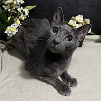 adopt a pet