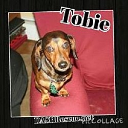 Photo of Tobie