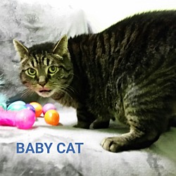 Thumbnail photo of Baby Cat #1