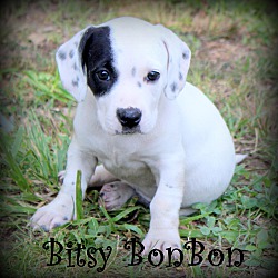 Thumbnail photo of Bitsy BonBon ~ meet me! #2