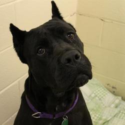 Cane Corso Puppies For Sale In Massachusetts Adoptapetcom