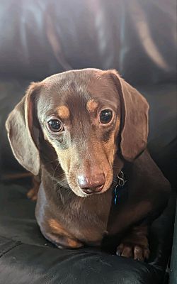 Omaha, NE - Dachshund. Meet Willie a Pet for Adoption - AdoptaPet.com