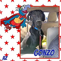 Photo of Gonzo