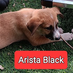 Thumbnail photo of Arista  Black #2