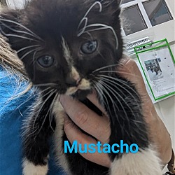 Photo of Mustacho