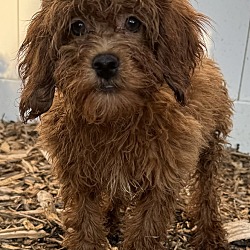 Thumbnail photo of Cockapoo F2 Felix #2