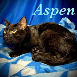 Thumbnail photo of Aspen #2