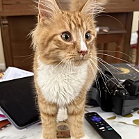 adopt a pet
