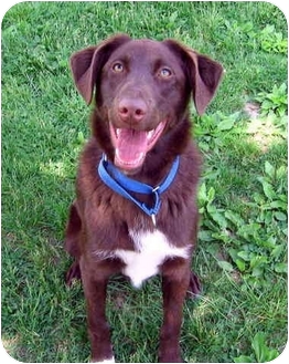 chesapeake bay retriever german shepherd mix