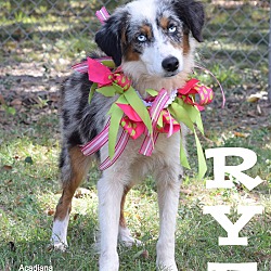 Thumbnail photo of Rye #4