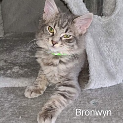 Photo of Bronwyn