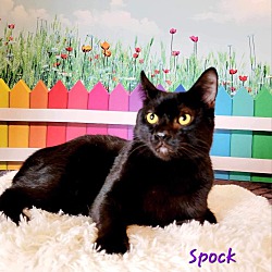Photo of Spock