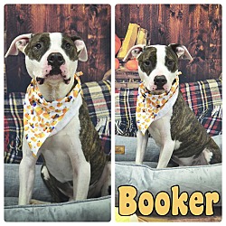 Photo of Booker - SPONSORED