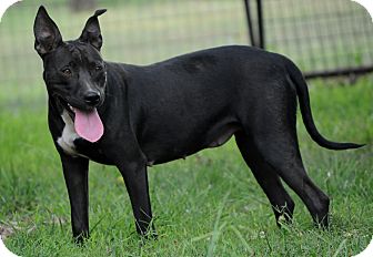 staffordshire bull terrier and lab mix