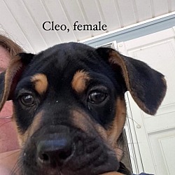 Photo of Cleo Disney Wish Litter
