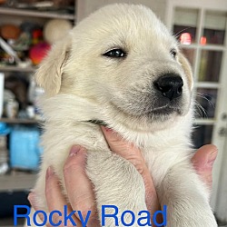 Thumbnail photo of Rocky Road #3