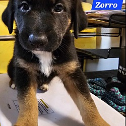 Thumbnail photo of Zorro (PUPPY) #3