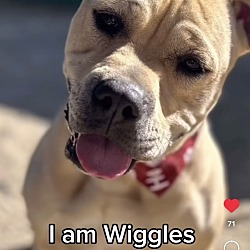 Thumbnail photo of Wiggles3 #1
