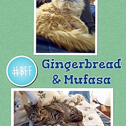 Thumbnail photo of Gingerbread #3