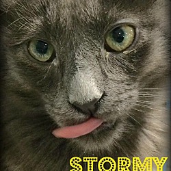 Thumbnail photo of Stormy #2